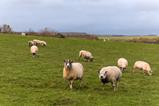sheep on a field - gett y
