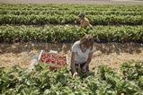 workers in field strawberries- getty