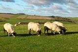 Sheep grazing field