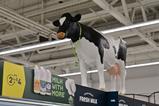 Asda brings back Daisy the cow in store experience drive
