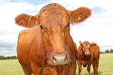 Beef Cattle 2_0001