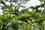Photos from a Regenerative Agriculture Standard audit at La Cumplida, a farm in Matagalpa region of Nicaragua 1