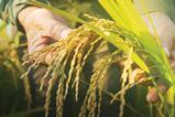 Sun Valley rice image