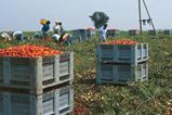 tomato pickers