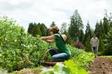 farming with leaves - getty