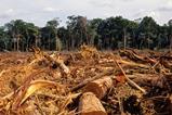 deforestation amazon GettyImages-115969525