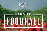 M&S strawberries 2