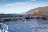 salmon farm - getty