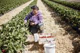 woman picking strawberries in a field