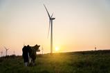cow with wind turbine- getty