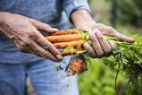 man holding carrots - getty