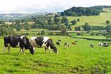 dairy cattle cows farm farming