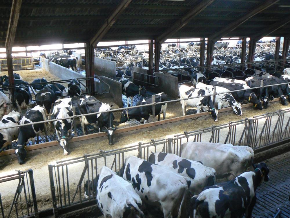Dairy cows in barn