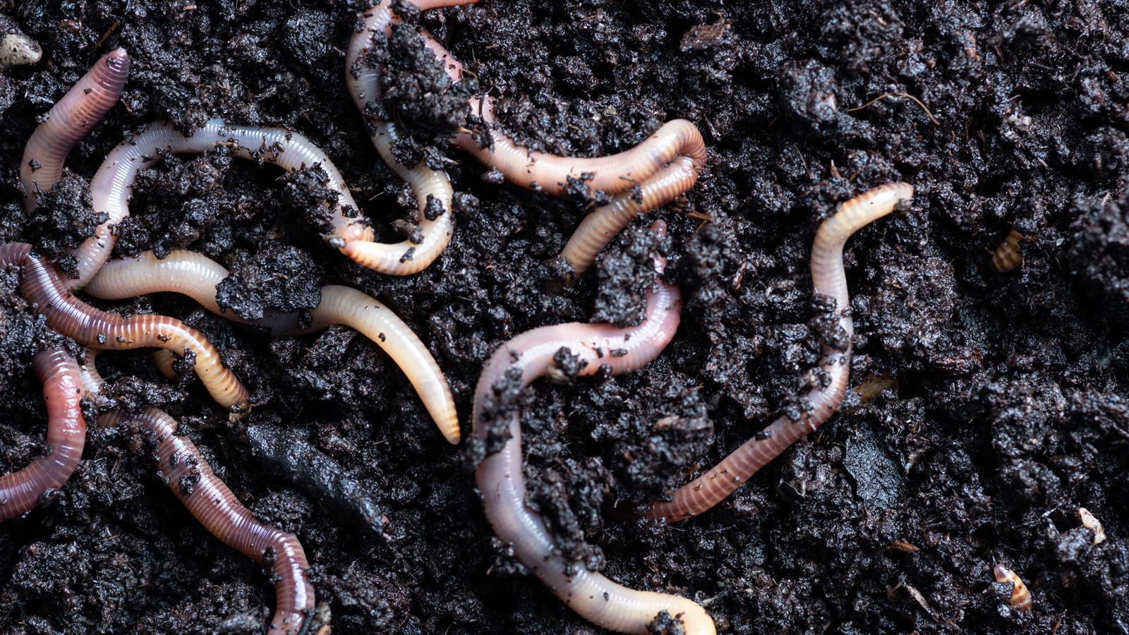 Soil worms Getty