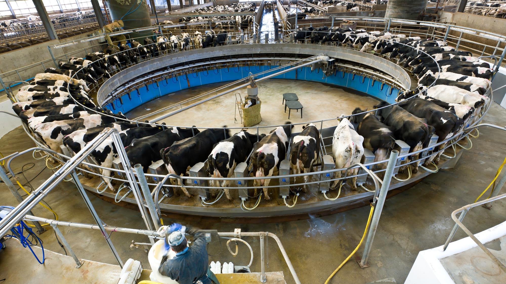 How disastrous is the coronavirus crisis for dairy farmers and ...