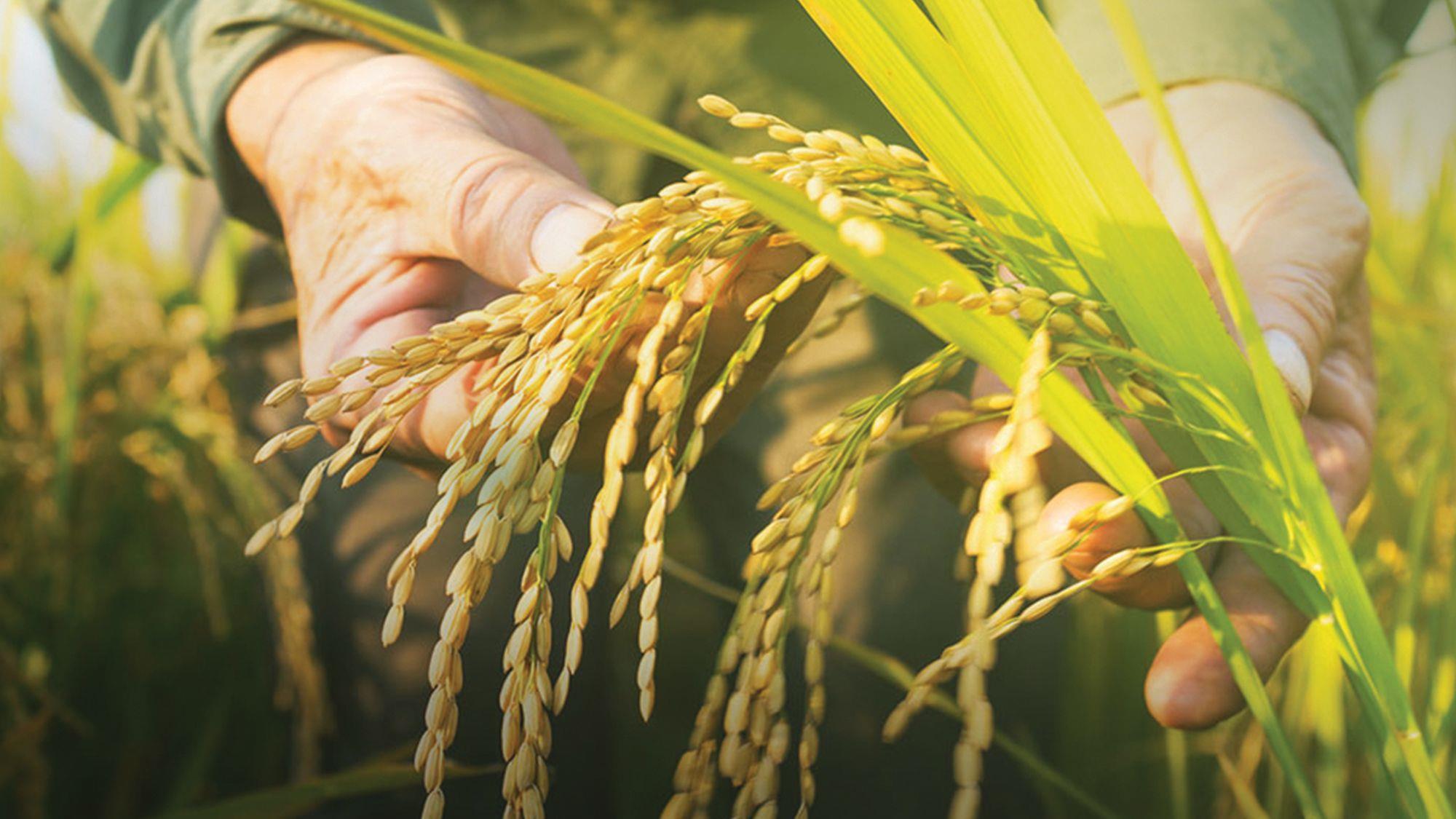 How California is making rice farming sustainable Promotional