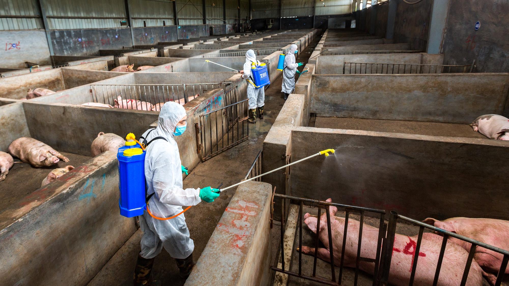 Is China's pig ASF outbreak good news for UK exports? Analysis & Features The Grocer