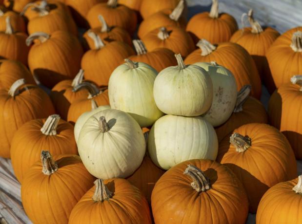 Waitrose Launches Pale Ghost Pumpkins For Halloween News The Grocer