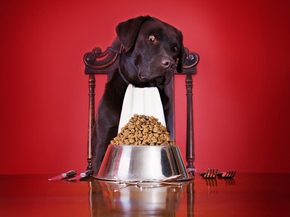 Sainsburys hypoallergenic online dog food terrine