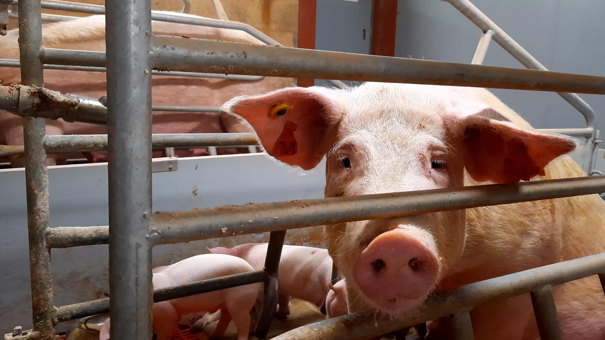 Animal welfare report urges 'too slow' food companies to do more | News |  The Grocer