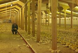 Farmer in intensive chicken house (Herefordshire) CJW