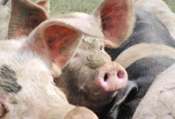 Helen Browning's Oragnic saddleback pigs