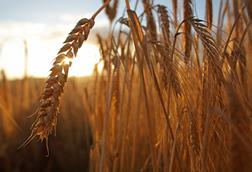 Barley in field - stock photo