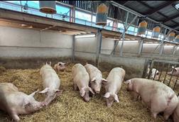 Teco hi res Sows image