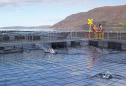 Salmon farmers standing by pen of Scottish salmon farm