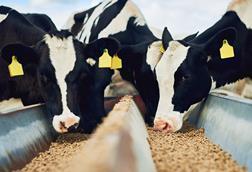 Cows eating feed GettyImages-875237010