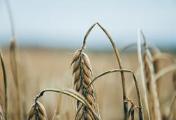 drought dry wheat crop