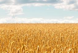 Wheat golden field background