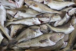 cod catch -getty