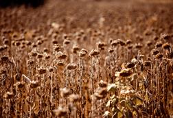 Dead plant in sunflower field - stock photo