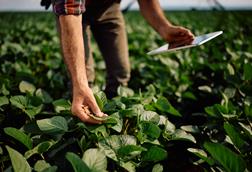 Close up of farm worker using touchpad during inspection of soybean crops in the field. - stock photo