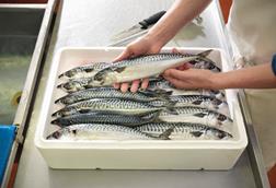 mackerel in a box - gety