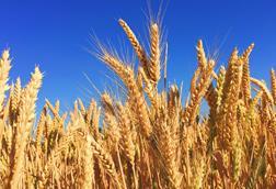 wheat farming unsplash