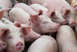Pigs - Getty