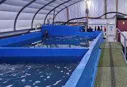 King prawn demonstrator in Scotland. Credit Rastech