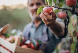 apple farm farmer grower fruit supply
