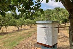 The Hive Honey Company
