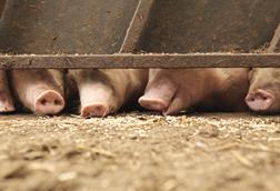 livestock farm farming pork pig