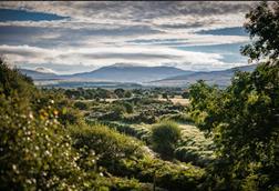 Diageo pledges up to £5million to restore Scotland's peatlands