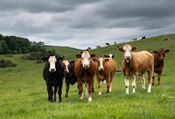 beef cattle in field - Getty