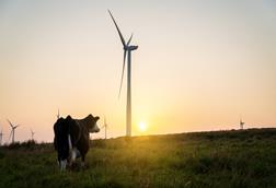 cow with wind turbine- getty