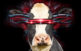 cyber cowGettyImages-1262276039 copy