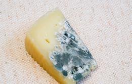 Mouldy cheese 2