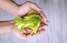 Plant based fish GettyImages-1125427631