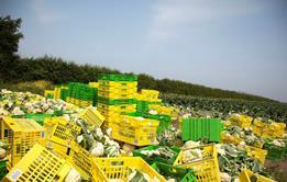 Cauliflower-crates-for-web