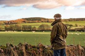 Senior man looking at field with sheep - stock photo
